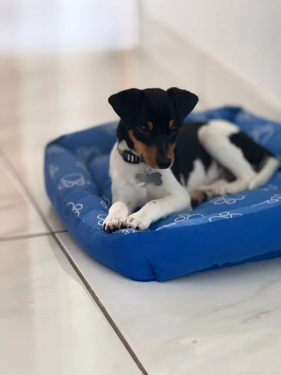 Doação responsável - Fox Paulistinha  - Foto 3