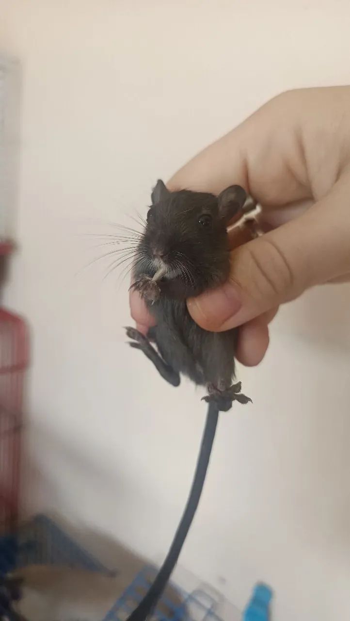 Gerbil esquilo da mongolia - Foto 3