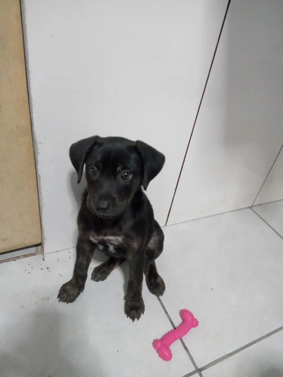 doação de cachorro - Foto 4