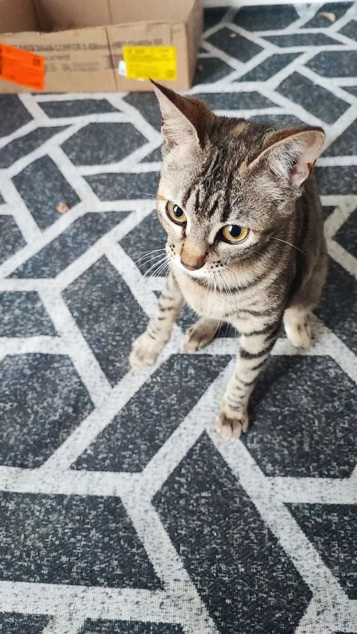 Doação de gato filhote  - Foto 3
