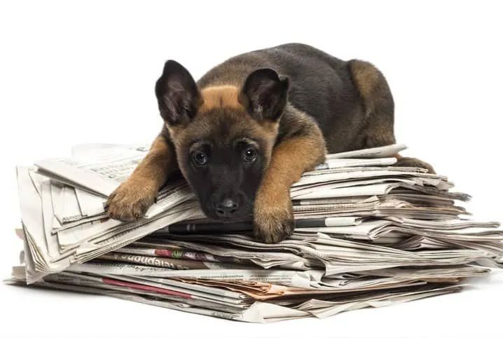 JORNAL HIGIÊNICO PARA PET - Foto 6