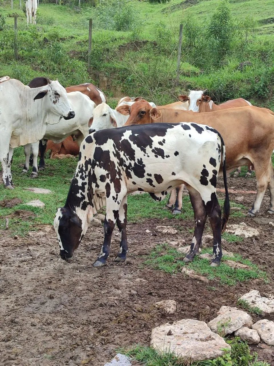 Garrotas Neloradas a venda