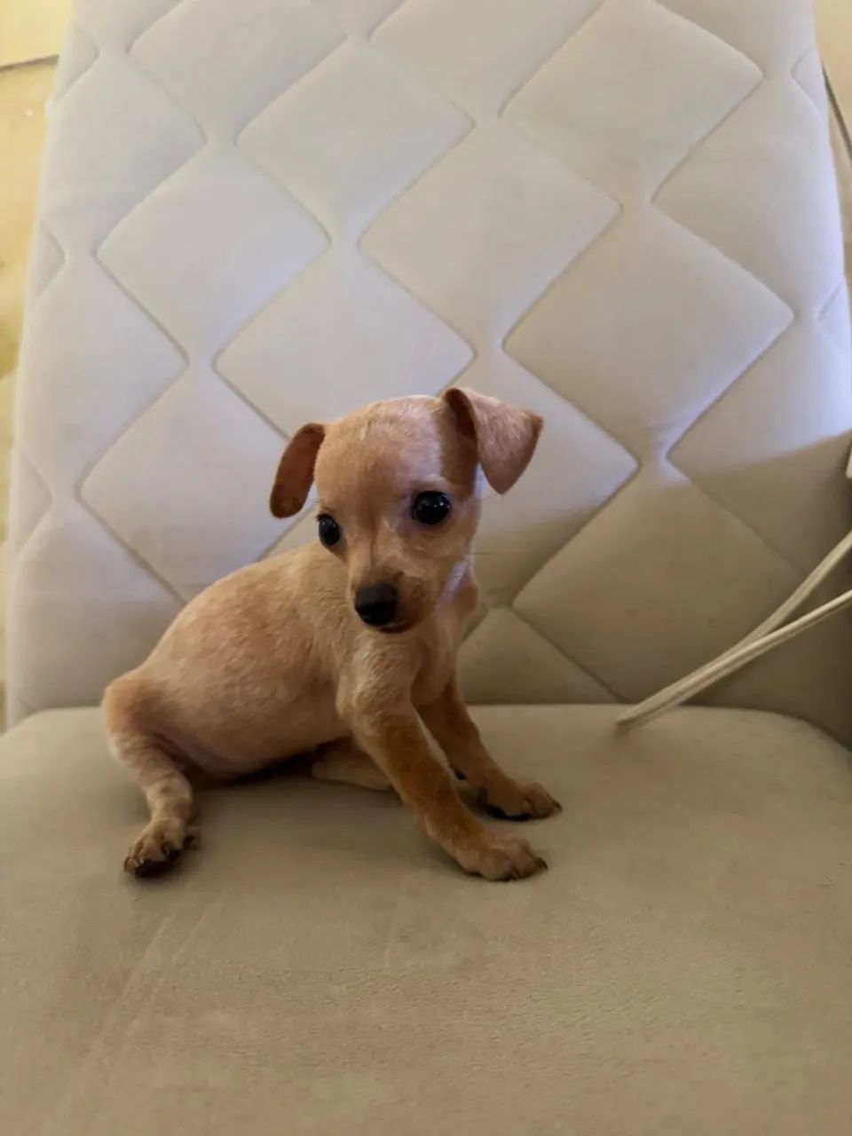 pinscher  - Foto 4