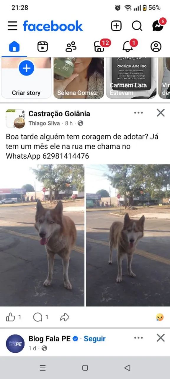 Adoção de cachorro Husky 