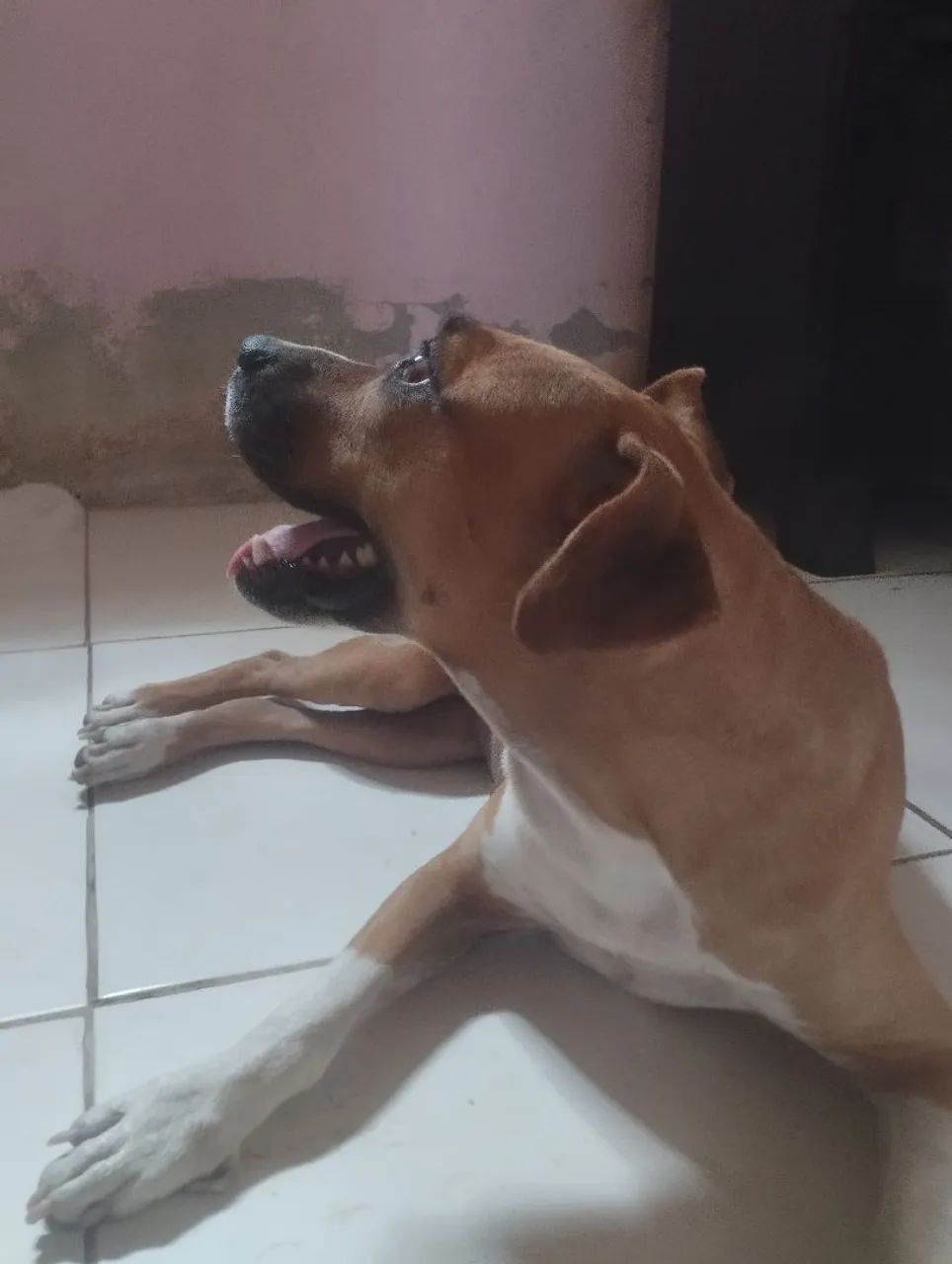Vendo Pitbull nova - Foto 2