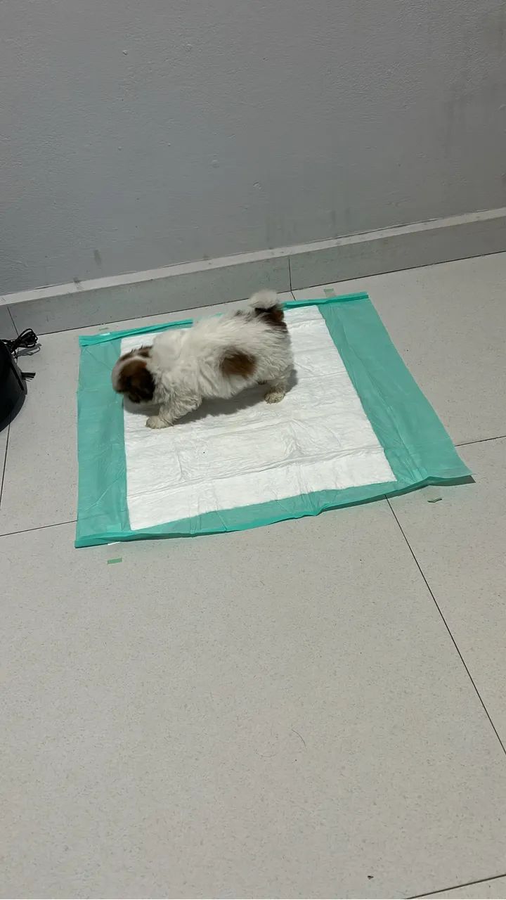 Shih-tzu macho com 50 dias - Foto 3