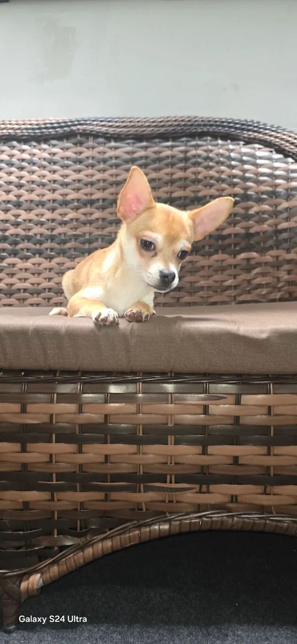 Chihuahua  - Foto 2
