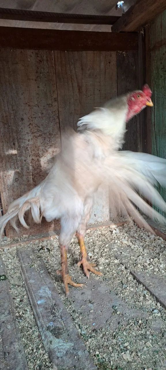 Vende-se - Foto 3