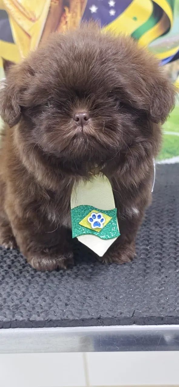 Shihtzu Macho Chocolate - Foto 2