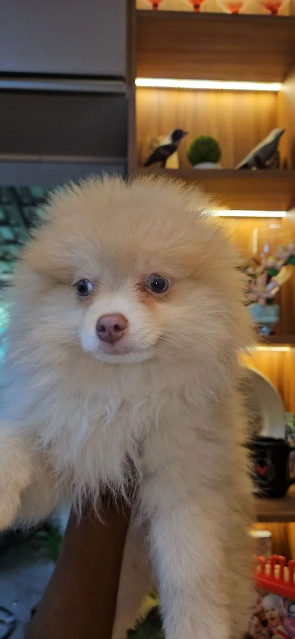 SPITZ ALEMÃO MACHO - Foto 4