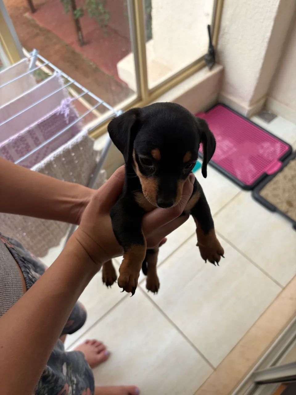 Cofap/Dachshund - Foto 2