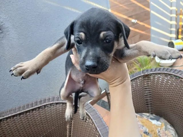 Filhotes de cachorro - Foto 2