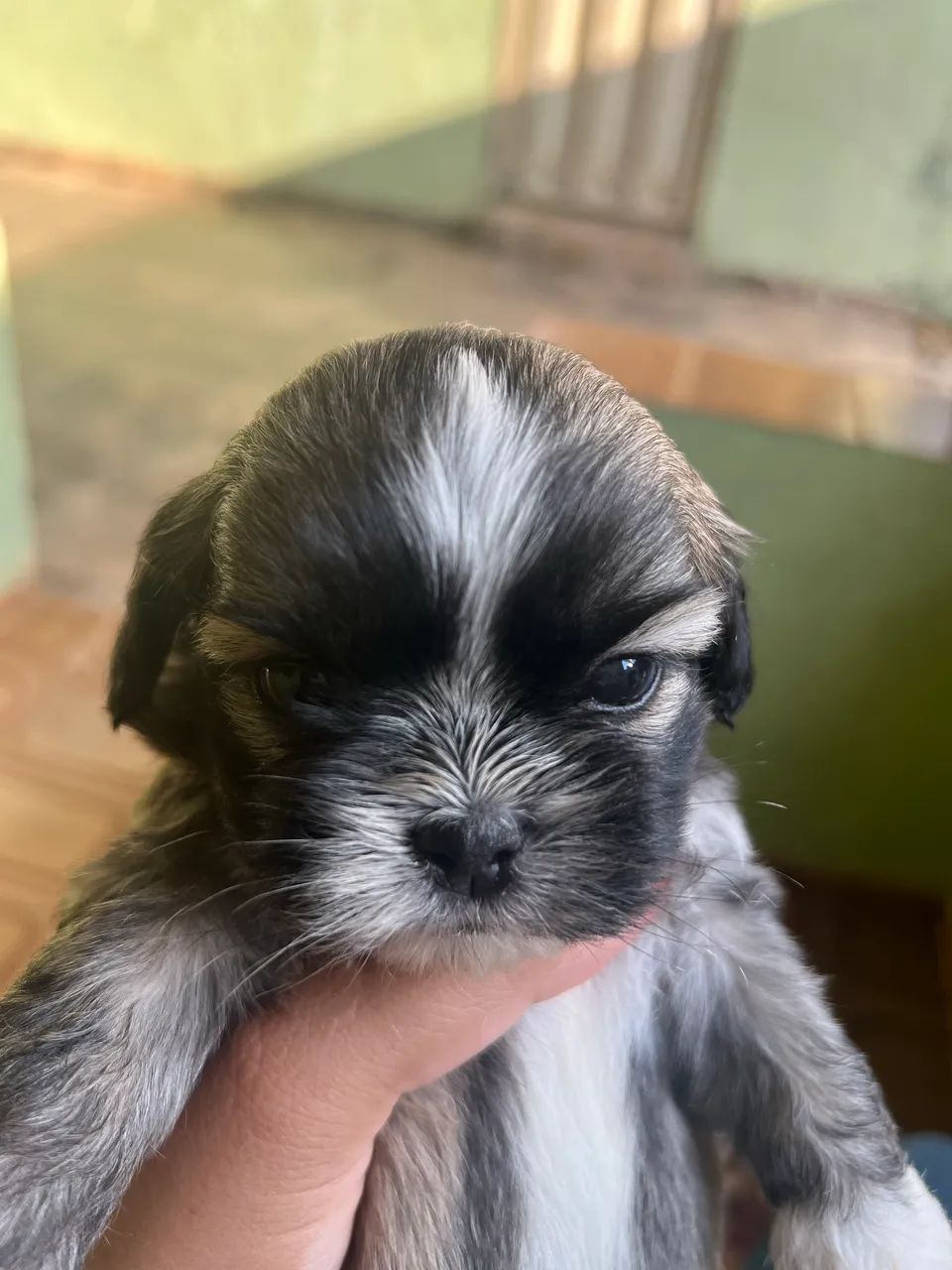 Shitszu 45 dias (macho)