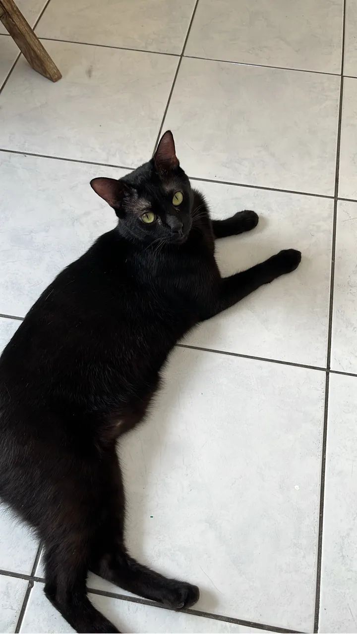 Gato preto ? para adoção - Foto 4