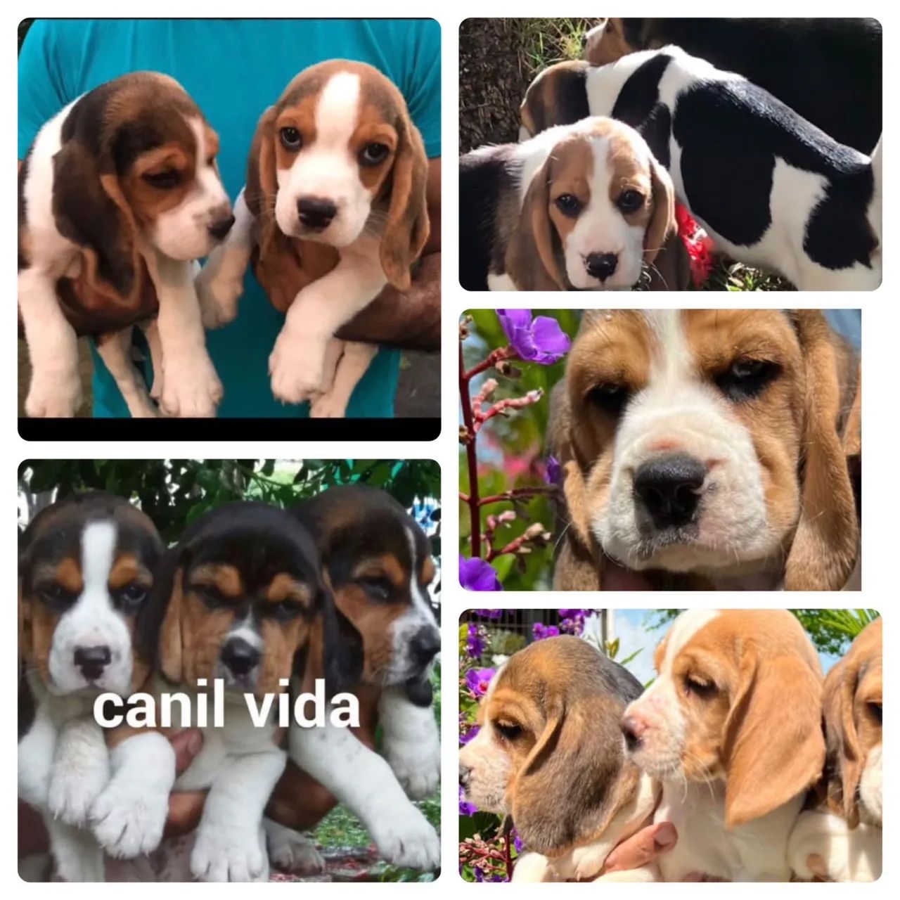 Beagle 13 polegadas com. Pedigree disponíveis  para venda . - Foto 2
