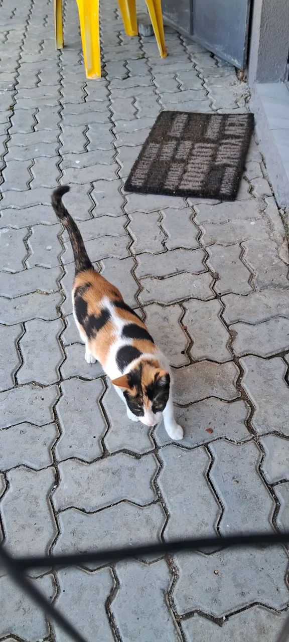 Gatinha Castrada para adoção  - Foto 2