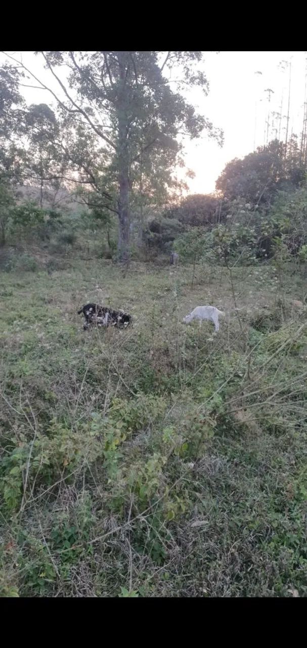 Bode e cabra - Foto 3