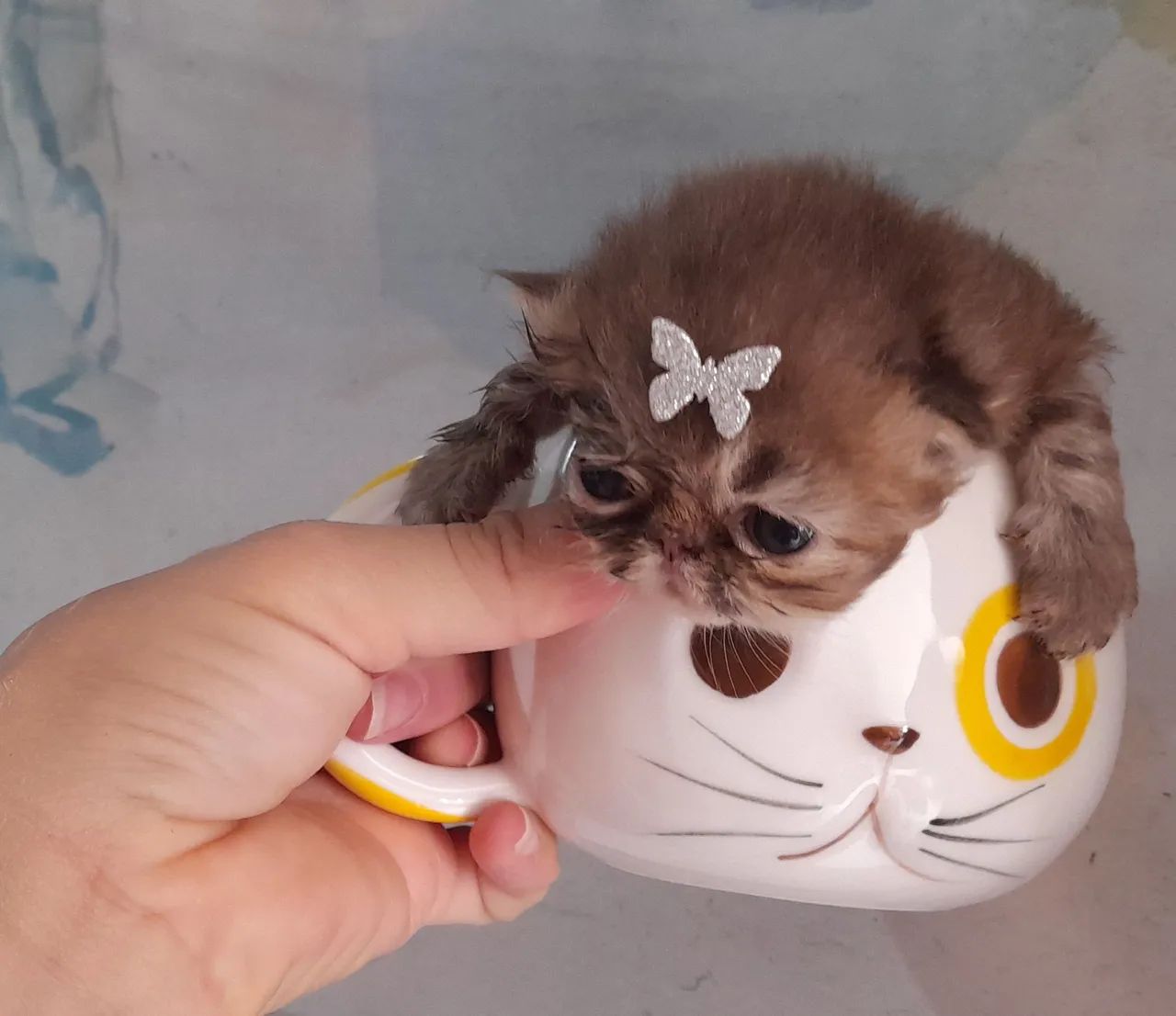 Gato persa - Foto 2