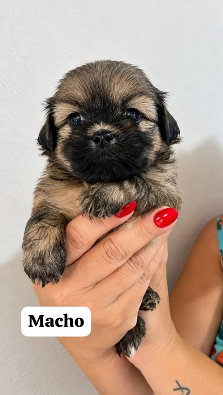 Lhasa apso Puro Filhotes  - Foto 4