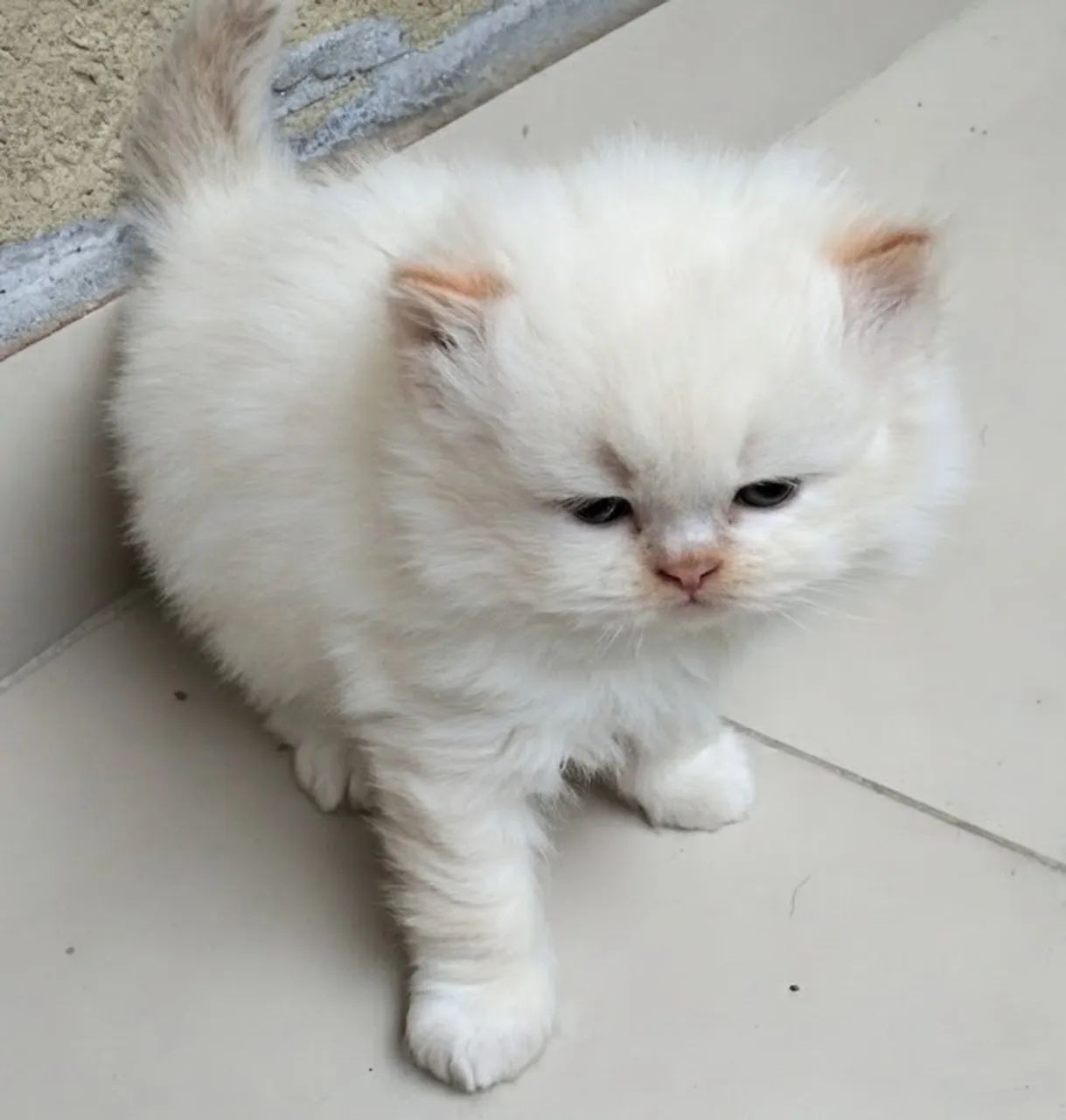 Gato persa  - Foto 5