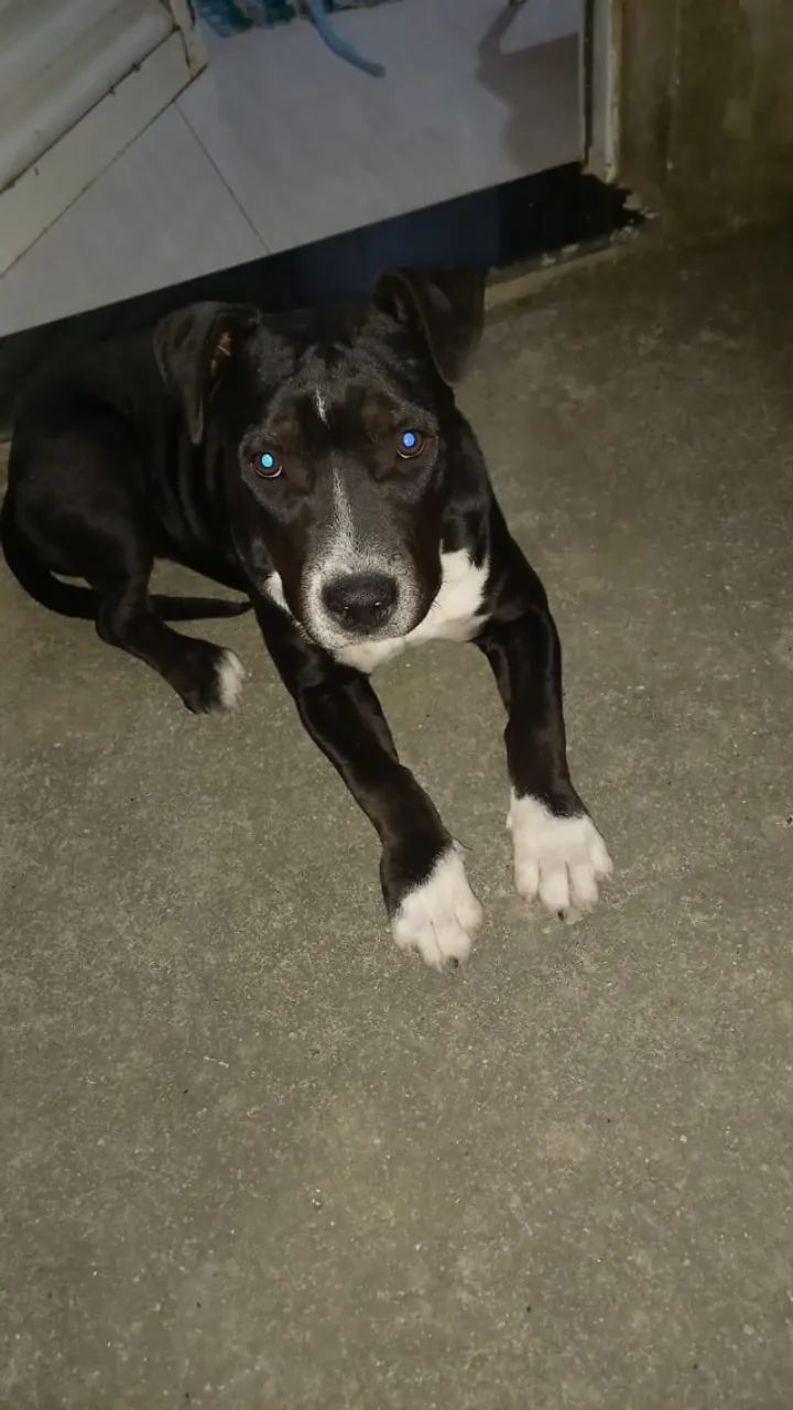 Doação de Pitbull dócil 