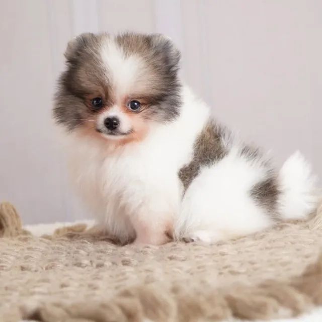 Cachorro  - Foto 2