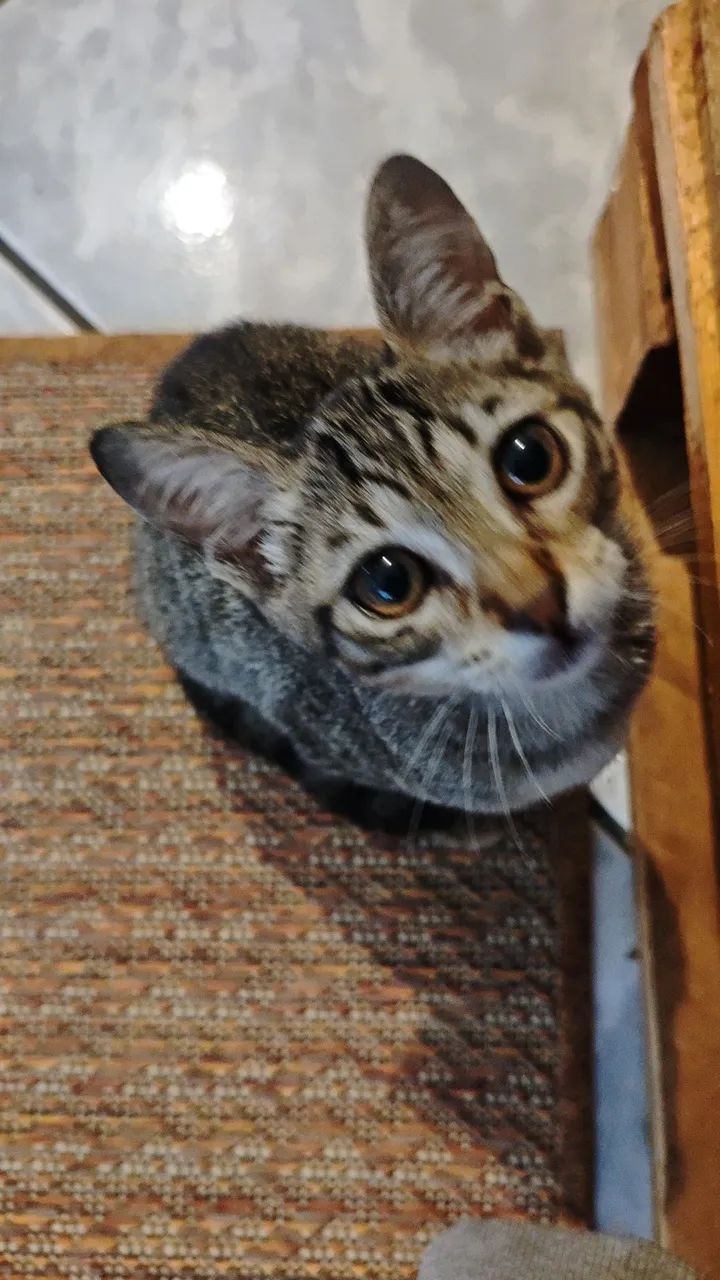 Gatinho para Adoção  - Foto 4