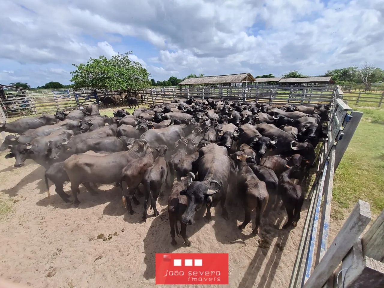 Fazenda para Venda em Alenquer - Foto 3