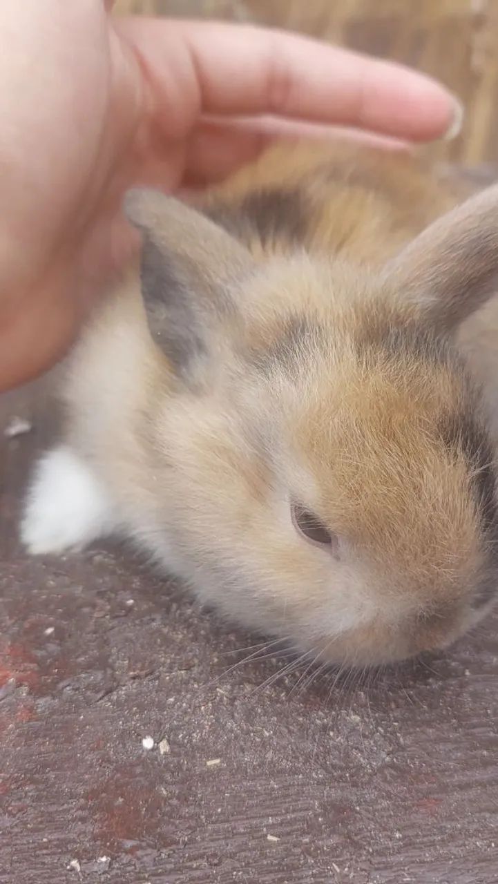 Filhotes de Mini Coelho Arlequim disponíveis para REServa - Foto 2