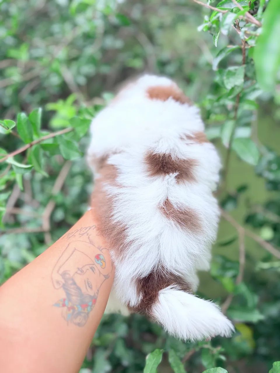 Shihtzu fêmea  - Foto 3