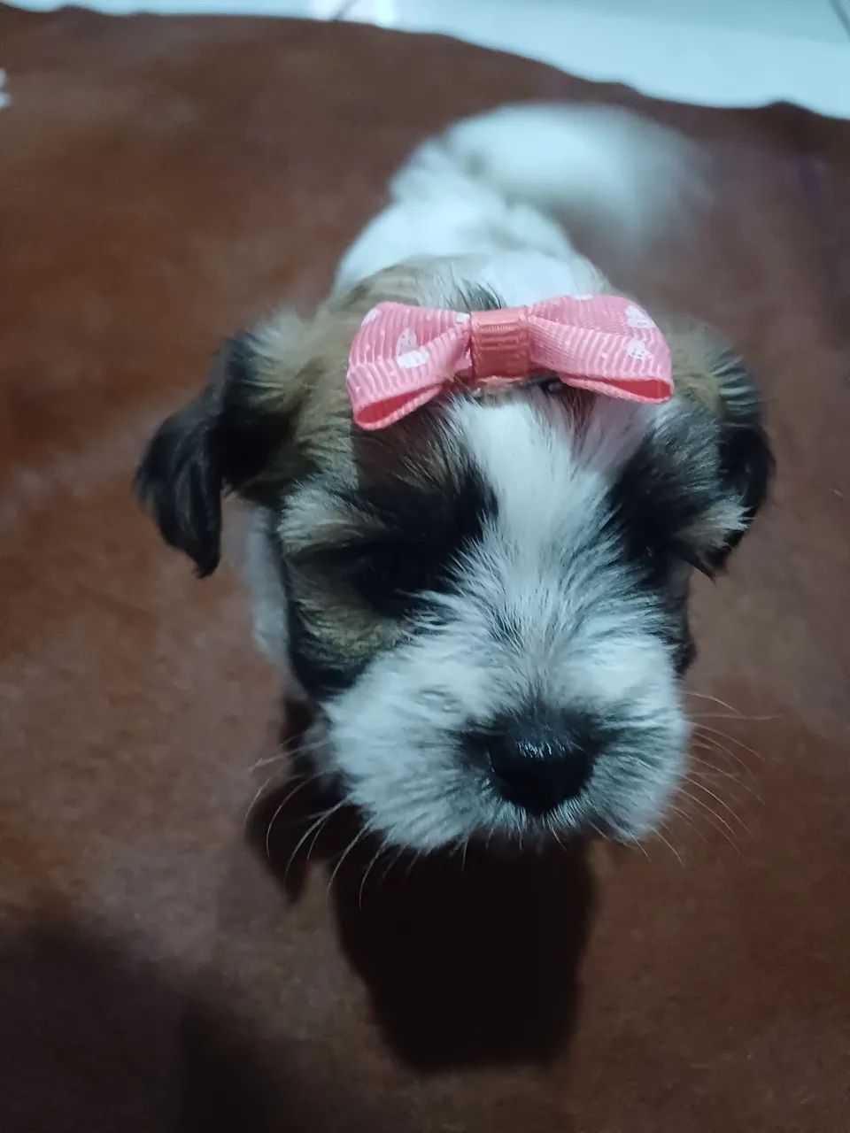 Filhotes de shitzu e Lhasa apso  - Foto 3
