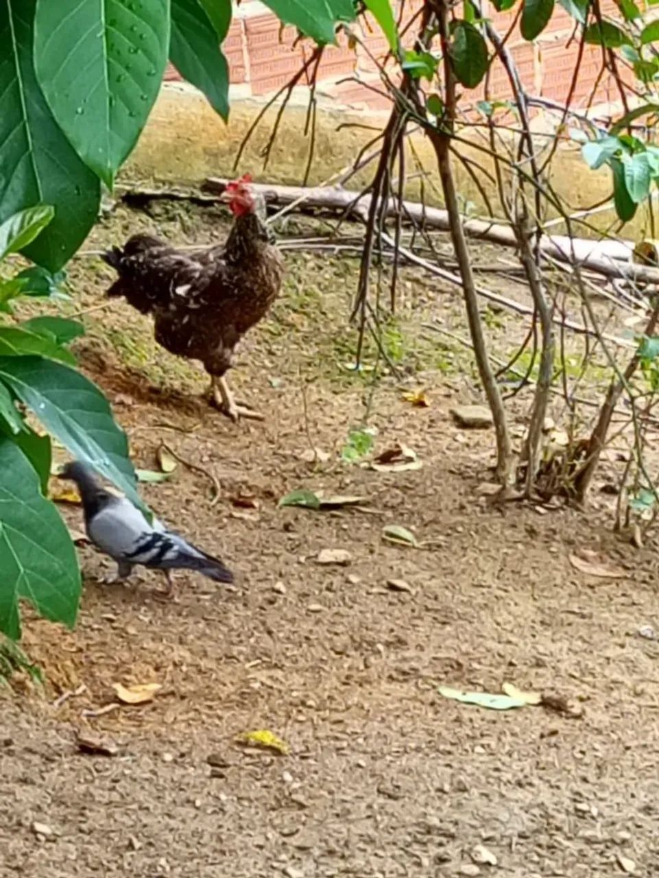 Franguinhos gsb - Foto 3