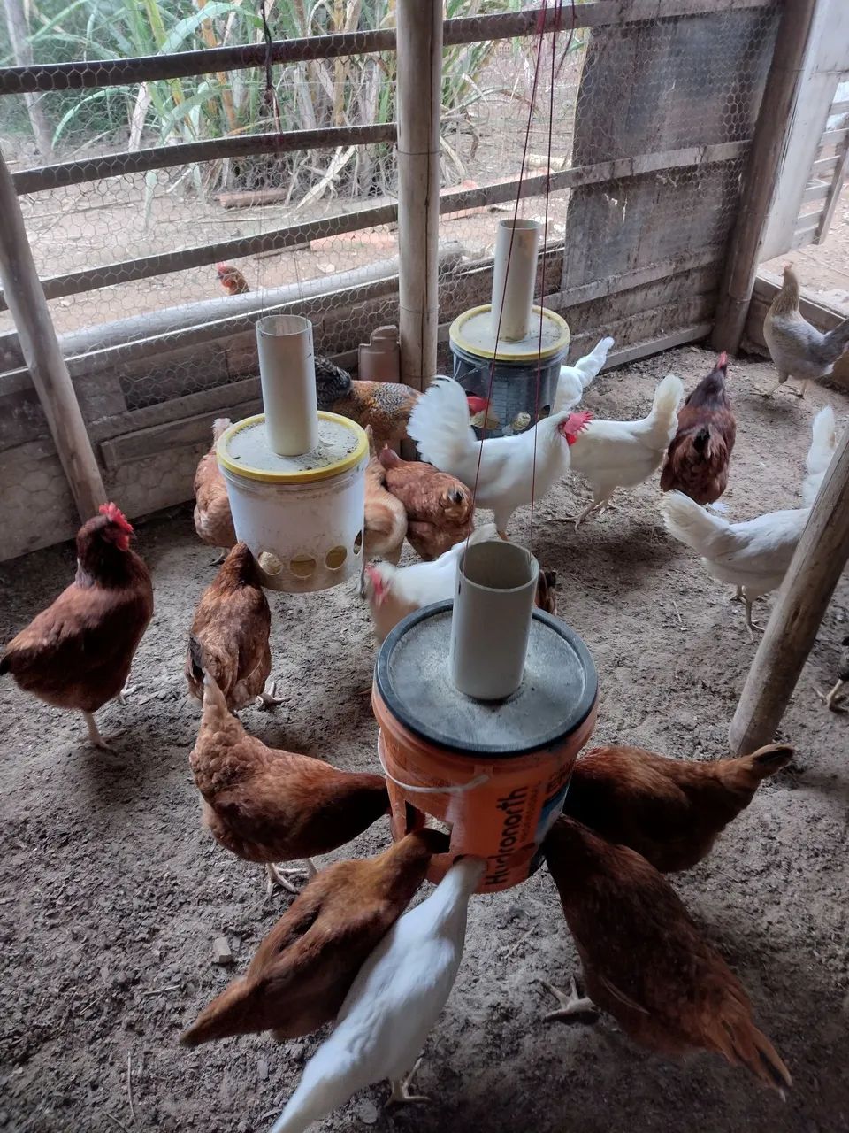 Galinhas poedeiras  - Foto 2