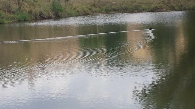 Excelente sítio de 8,64 hectare em Ponto Chic (Patos de Minas/MG) - Foto 4