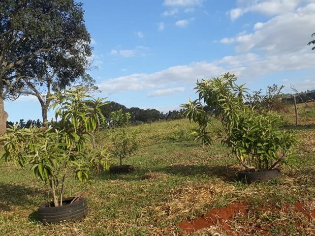 Excelente sítio de 8,64 hectare em Ponto Chic (Patos de Minas/MG) - Foto 18