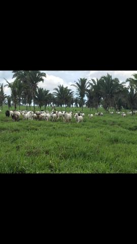 Fazenda a Venda - Mamore - Ro