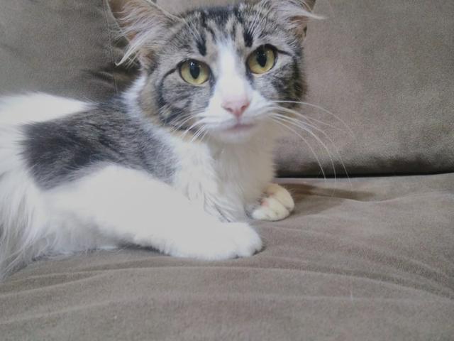 Doação de gata responsável - Foto 2