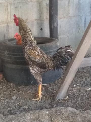 Vendo galo 55,00 - Foto 2