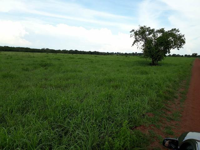 Fazenda - Foto 15
