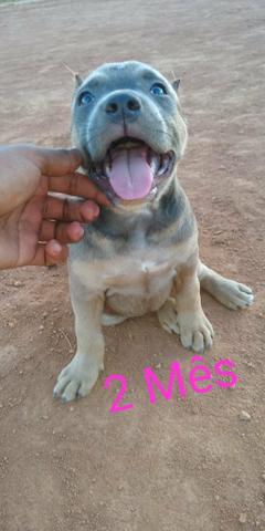 American Bully