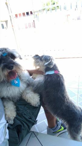 Filhote schnauzer puro