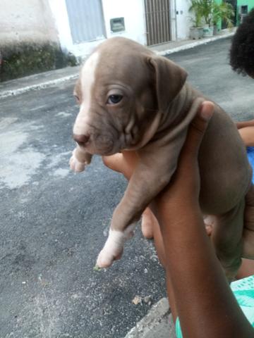 Vendo filhotes de pitbull
