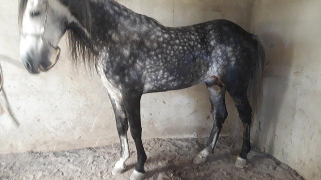 Cavalo magalarga picado - Foto 5