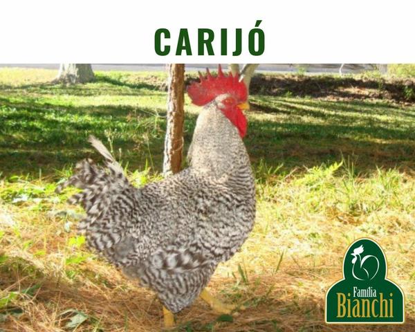 Pintinhos de um dia - Foto 2