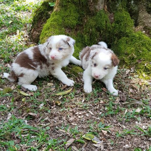 Lindos Filhotes De Border Collie - Foto 4
