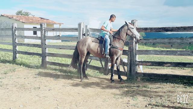 Egua - Foto 4