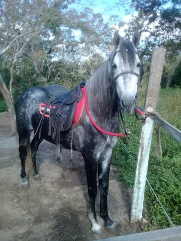 Cavalo magalarga picado