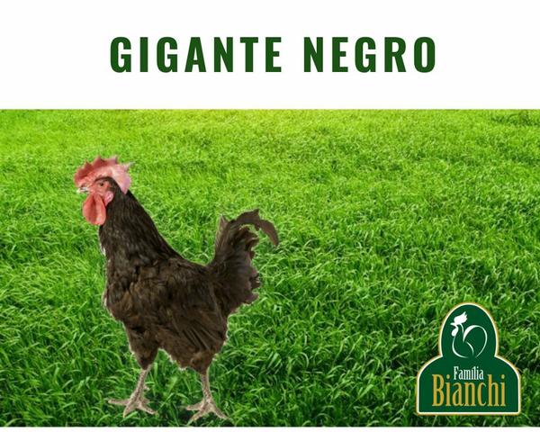 Pintinhos de um dia - Foto 3