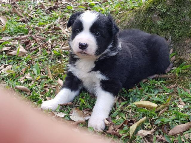 Lindos Filhotes De Border Collie - Foto 3