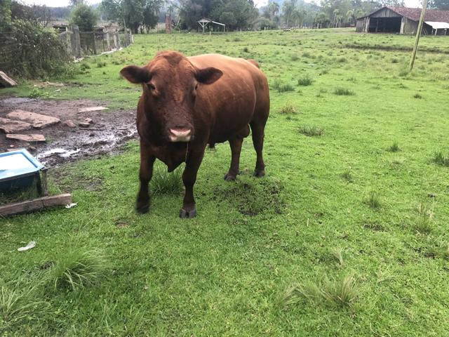 Troca de touro Red Angus - Foto 3